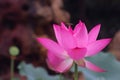 Ã¨ÂÂ·Ã¨Å Â±Ã¯Â¼ËÃ¥Â­Â¦Ã¥ÂÂÃ¯Â¼Å¡Nelumbo SP.Ã¯Â¼âºÃ¨â¹Â±Ã¦ââ¡Ã¥ÂÂÃ§Â§Â°Ã¯Â¼Å¡Lotus flowerÃ¯Â¼â° Lotus scientific name: Nelumbo sp.; English Name: lotus flower